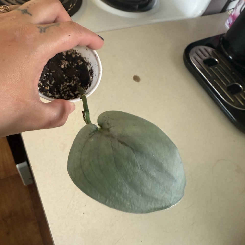 Scindapsus Platinum Lava plant
